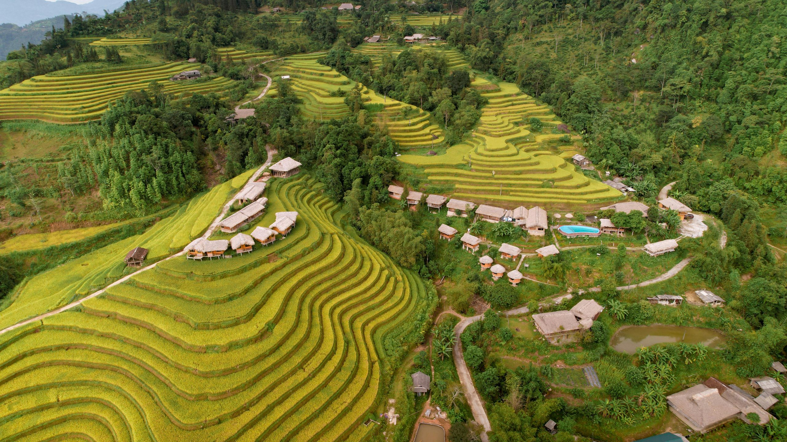 A drone shot capturing the vastness of terraced rice fields in Ha Giang during harvest season, with golden paddies stepping down the mountainsides towards a traditional village, bathed in soft afternoon light