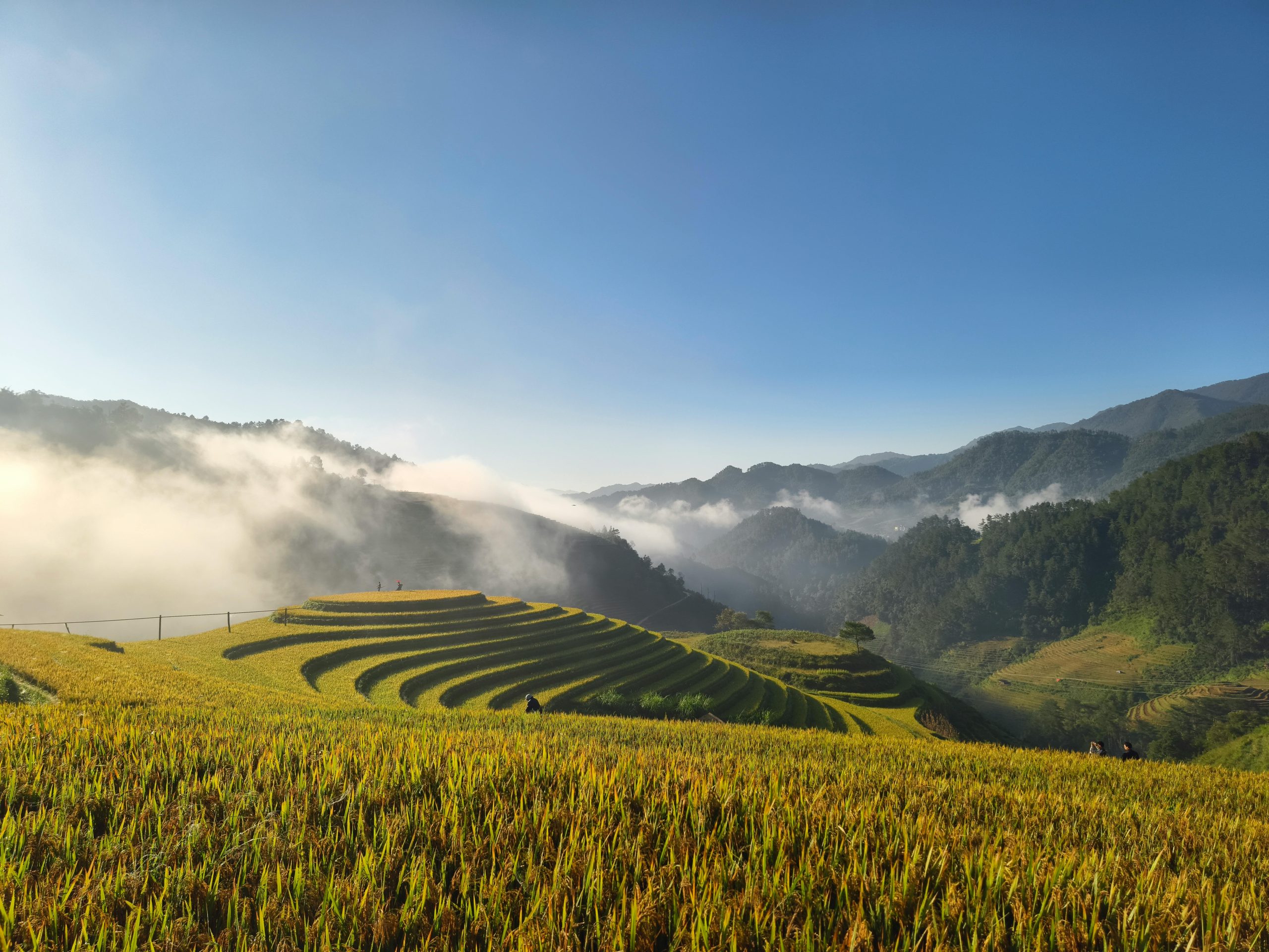 A lone trekker walking along a narrow dirt path through golden rice terraces in Muong Hoa Valley during the autumn harvest season, with mist-shrouded mountains in the distance and a clear blue sky above