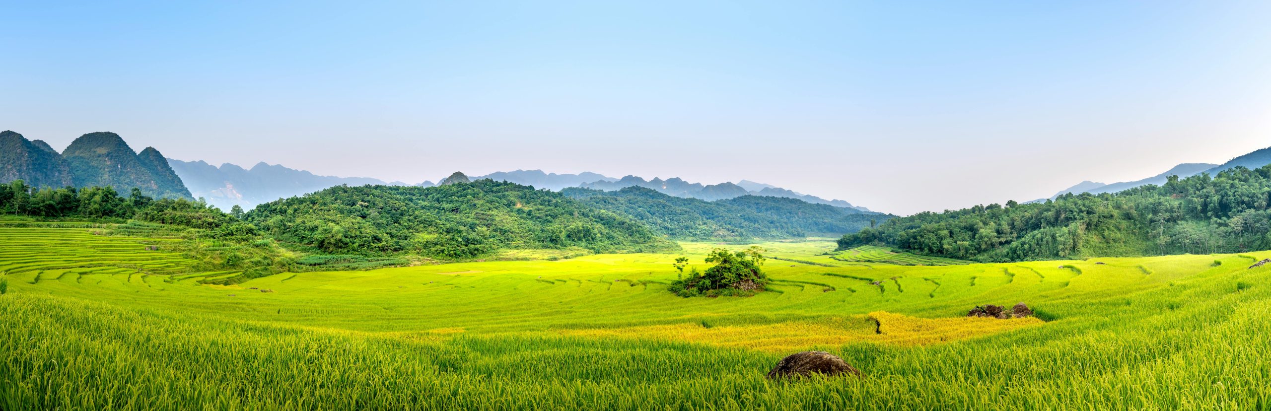 A wide-angle view of Sapa's terraced rice fields in late September, showing them in various shades of golden yellow, ready for harvest, under a clear blue sky.
